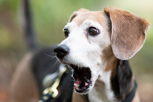 Shocked dog